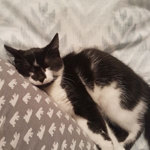 Meet your Posher, Dominique